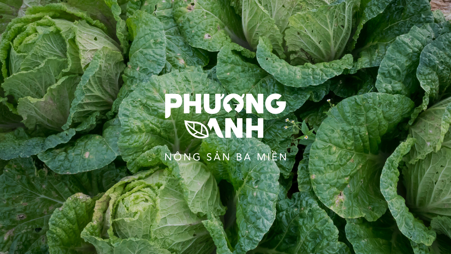 農(nóng)業(yè)品牌VI設(shè)計(jì)